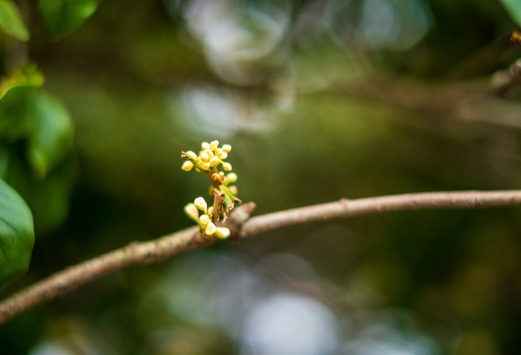 桂花 木樨 岩桂 金桂 银桂 丹桂 月桂 木犀 九里香 植物 花卉 盛开的桂花 桂花开了