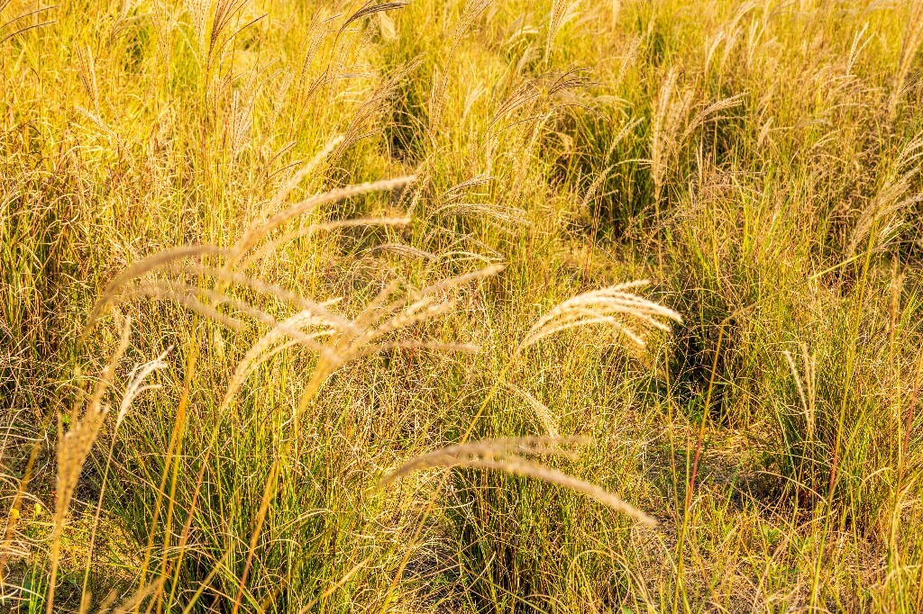 日出日落  芦苇 夕阳 植物 风光 自然