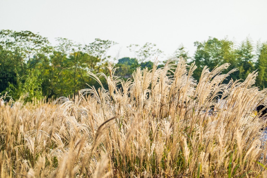 日出日落  芦苇 夕阳 植物 风光 自然