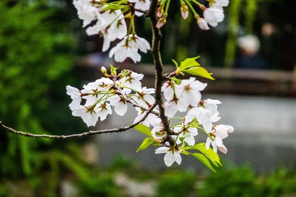 樱花 花朵 植物 风光 自然 自然风光 花开 盛开的樱花 旅行 摄影