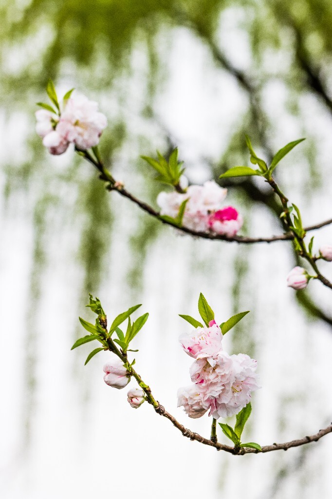 西湖桃花  桃花 自然 微距 风光 色彩 西湖之春    <br />
春天 桃红柳绿 西湖三月天