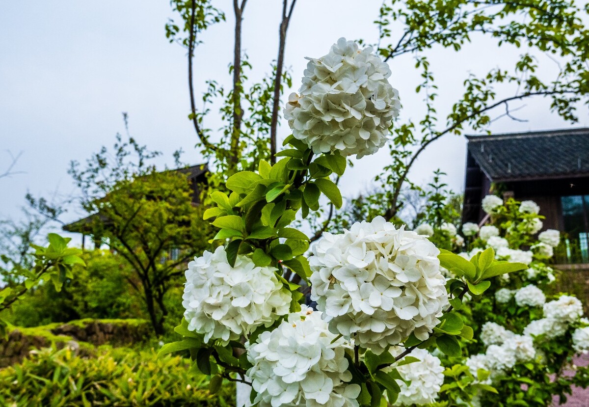 花 植物 摄影 图片 花朵 花草 旅行 绣球花 八仙花