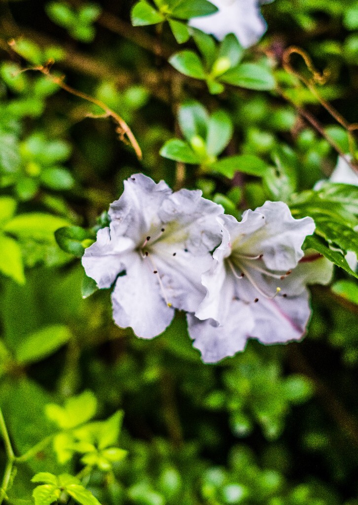 白花杜鹃 植物 风光 摄影 自然 花朵 花儿 旅行