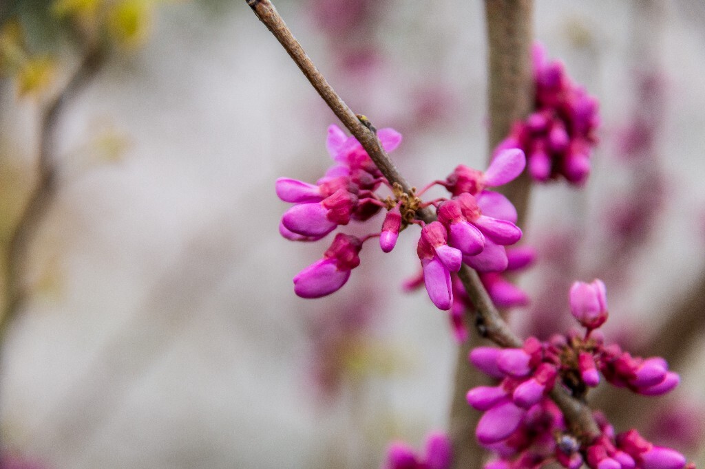 紫珠 裸枝树 满条红 白花紫荆  紫荆 花朵 摄影 风光 自然 
