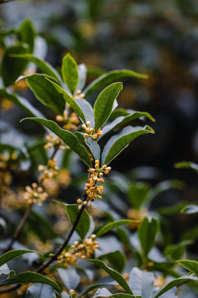 桂花 木樨 岩桂 金桂 银桂 丹桂 月桂 木犀 九里香 植物 花卉 盛开的桂花 桂花开了