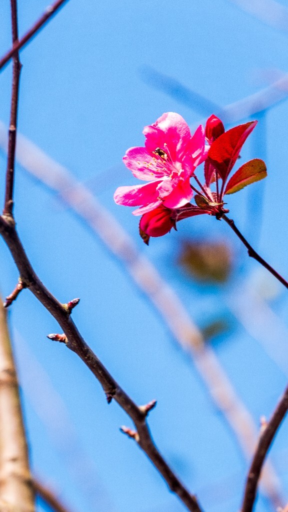 海棠花 国艳 植物 花朵 花草 旅行 红色的花儿 海棠