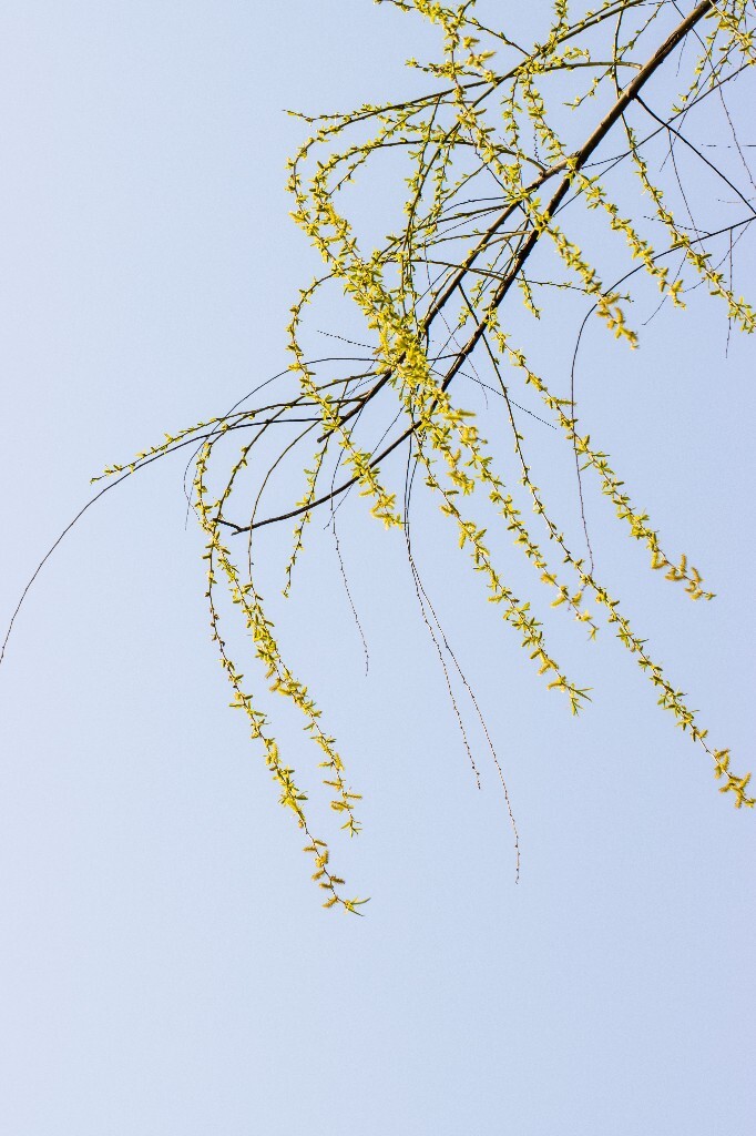 柳树 垂柳 西湖柳树 二月的柳树 西湖柳树 风光 自然 摄影 西湖风光