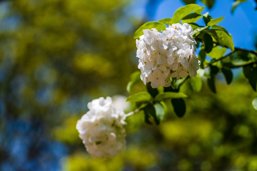 八仙花 粉团花 草绣球 紫绣球 紫阳花 绣球 木绣球 摄影 植物