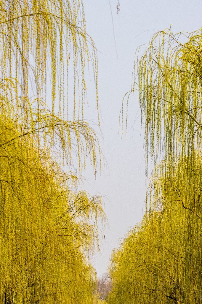 柳树 垂柳 西湖柳树 二月的柳树 西湖柳树 风光 自然 摄影 西湖风光