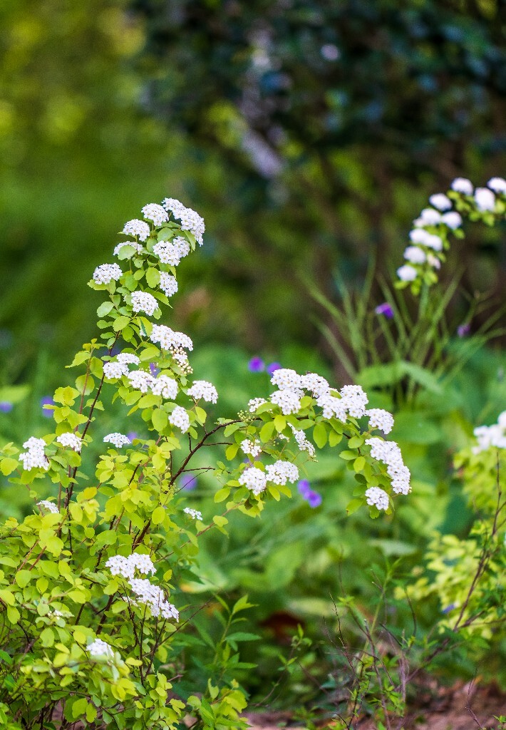 白色的小花 植物 风光 花草 摄影 花儿 花朵 旅行