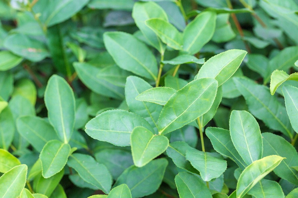 植物 风光 摄影 茶园风光 龙井茶园 旅行 自然 风光 采茶人