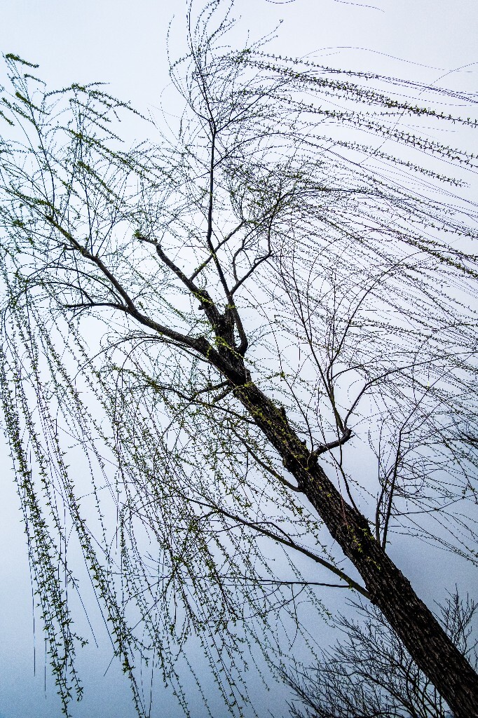 柳树 风光 西湖风光 自然 摄影 西湖柳树 旅行 春天 植物 柳叶