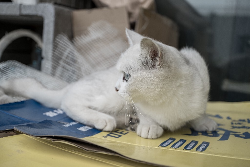 猫猫? 摄影 宠物 自然 环境 宠物摄影 喵星人