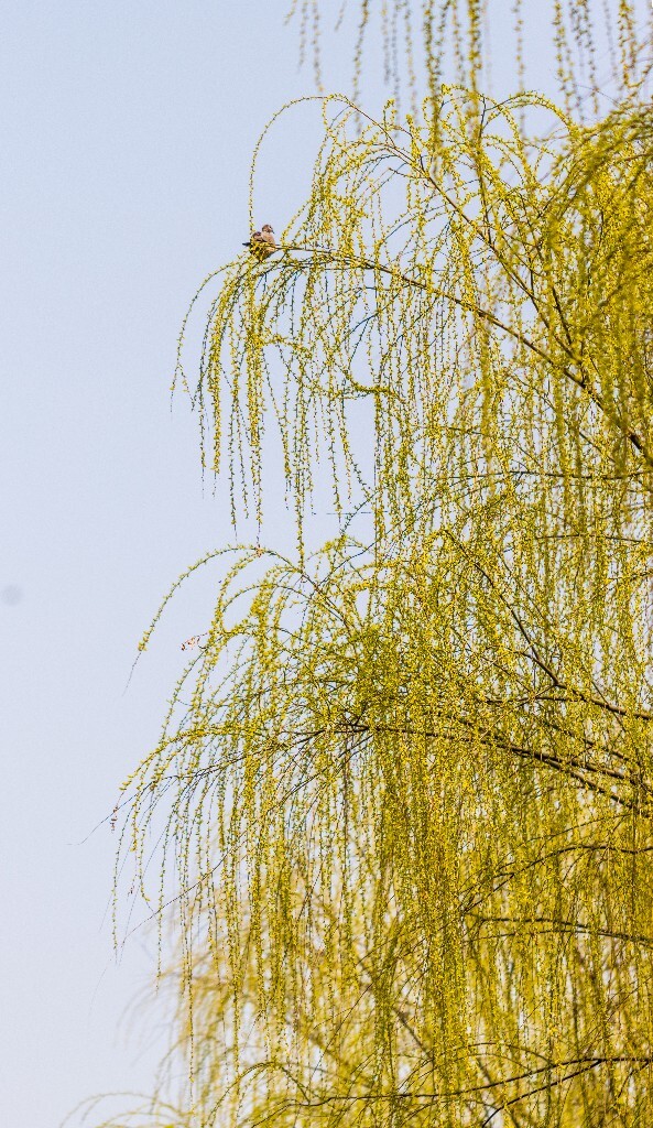 柳树 垂柳 西湖柳树 二月的柳树 西湖柳树 风光 自然 摄影 西湖风光
