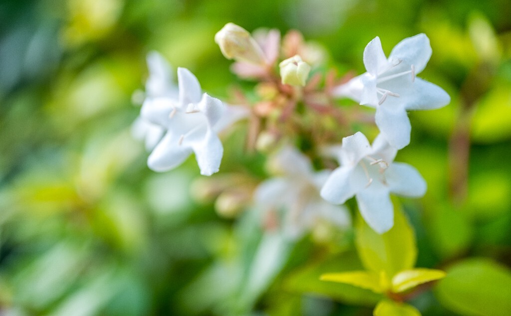 六道木 摄影 风光 自然 花朵 花儿 白色的花 环境 微距 旅行