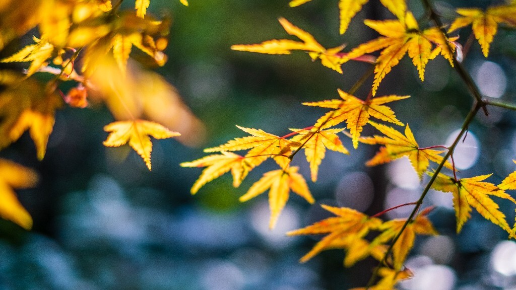 枫叶 红叶 秋天 植物 风光 摄影 自然 旅行 叶子