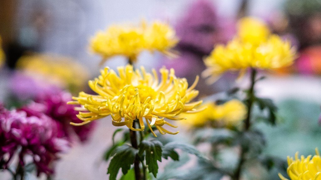 菊花 寿客 金英 黄华 秋菊 陶菊 日精 女华 延年 隐逸花 家菊 花儿 盛开的菊花