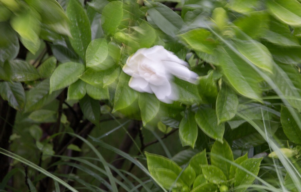 植物 栀子花 风光 自然 花草 花朵 盛开的栀子花 摄影 旅行 