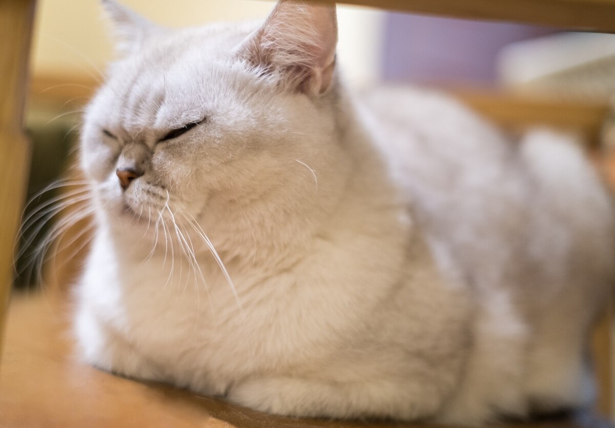 猫 宠物 动物 图片 摄影 喵星人 猫猫