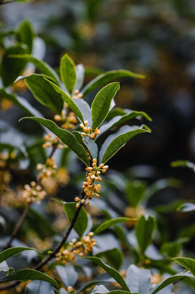 桂花 木樨 岩桂 金桂 银桂 丹桂 月桂 木犀 九里香 植物 花卉 盛开的桂花 桂花开了