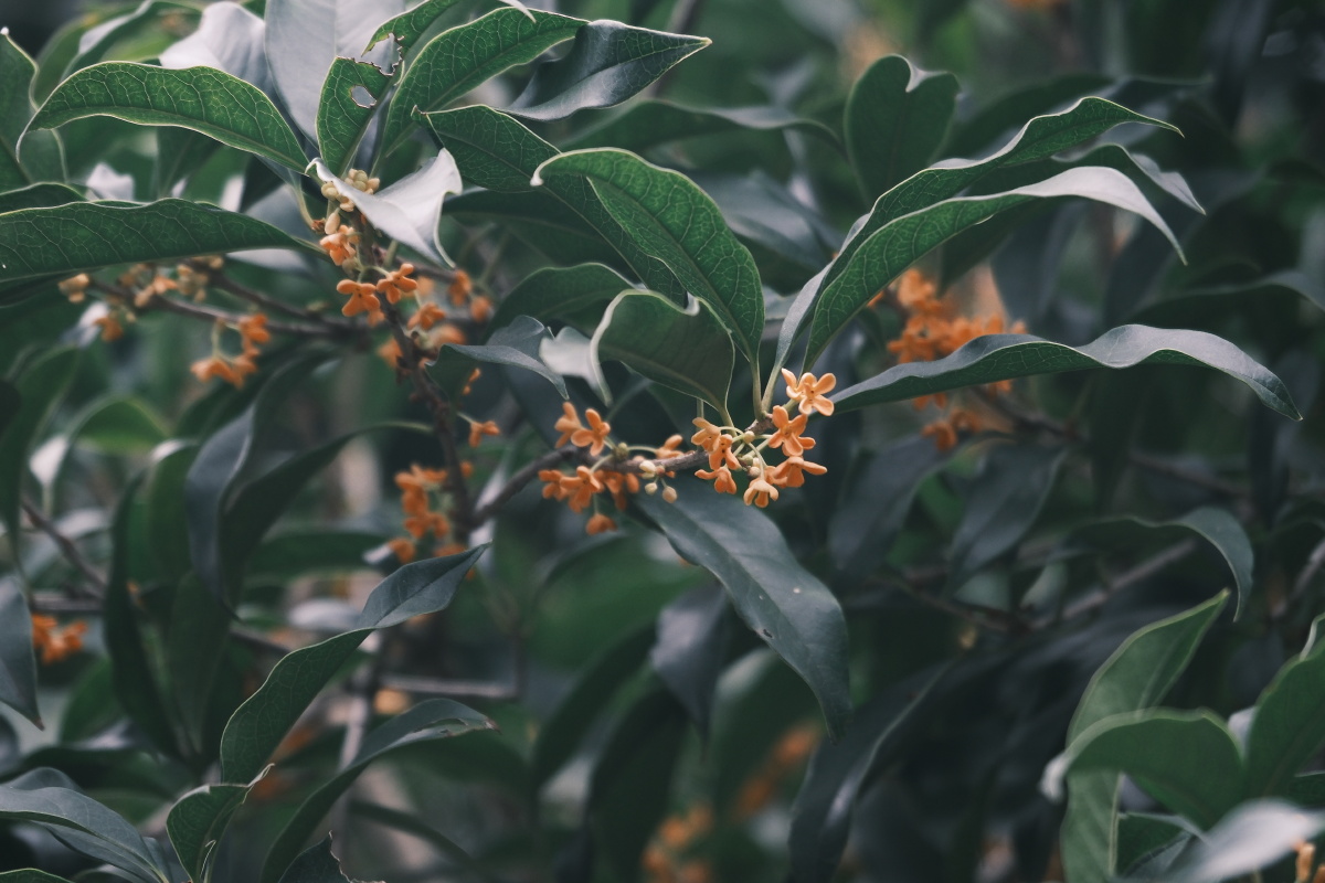 桂花 富士直出 风光 花朵花卉 风光摄影  桂花摄影 满觉陇