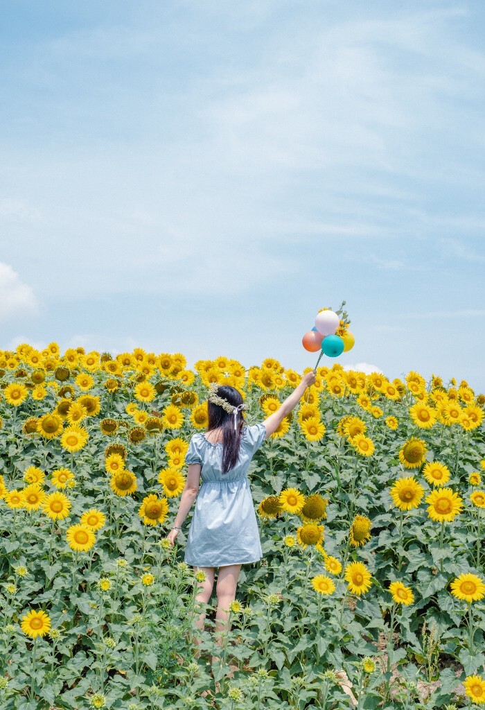 向日葵 花海 风光 自然 摄影 背影 转日莲 花儿 旅行 街拍 人像 美女