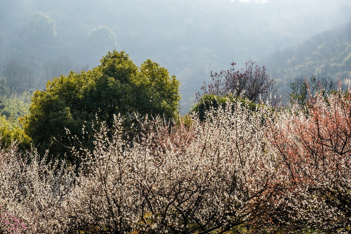 梅花 植物 花 花朵 梅花盛开 盛开的梅花 蓝天白云 花儿