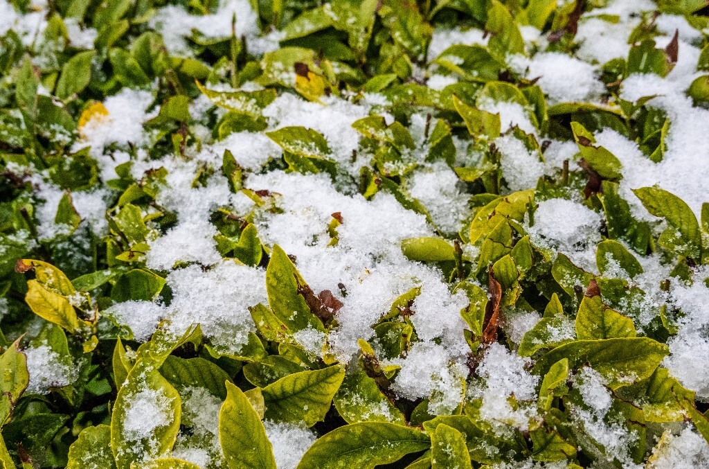 雪景 风光 风景 雪 2022年第一场雪 自然 风光 植物 旅行