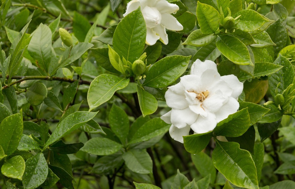 植物 栀子花 风光 自然 花草 花朵 盛开的栀子花 摄影 旅行 