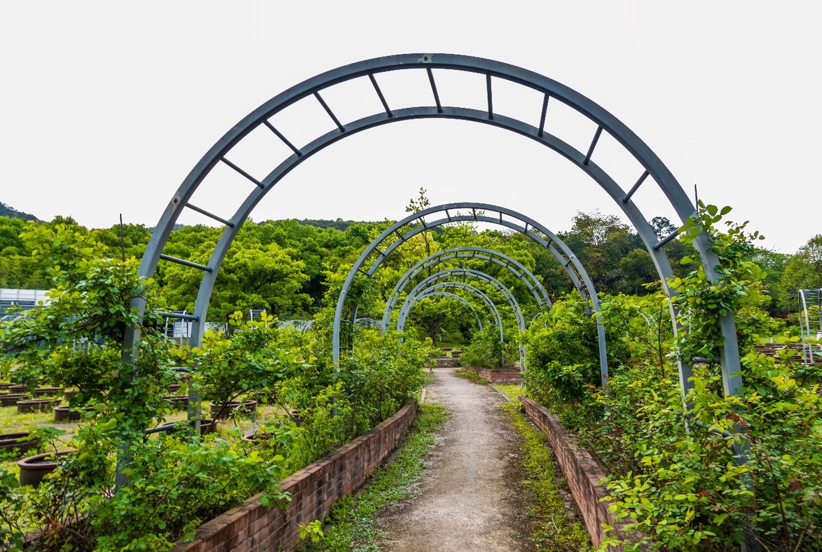 隧道 拱门  道路 自然   环境 旅行 