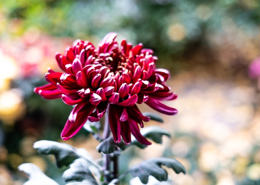 菊花 寿客 金英 黄华 秋菊 陶菊 日精 女华 延年 隐逸花 家菊 花儿 盛开的菊花