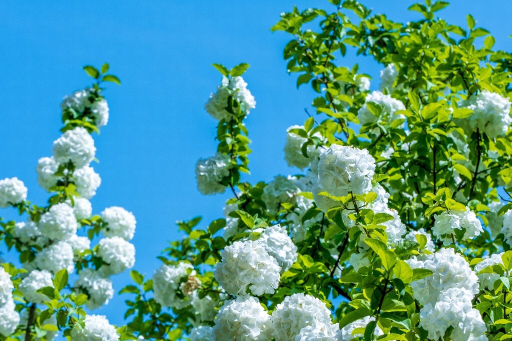 绣球 八仙花 粉团花 草绣球 紫绣球 紫阳花 山绣球