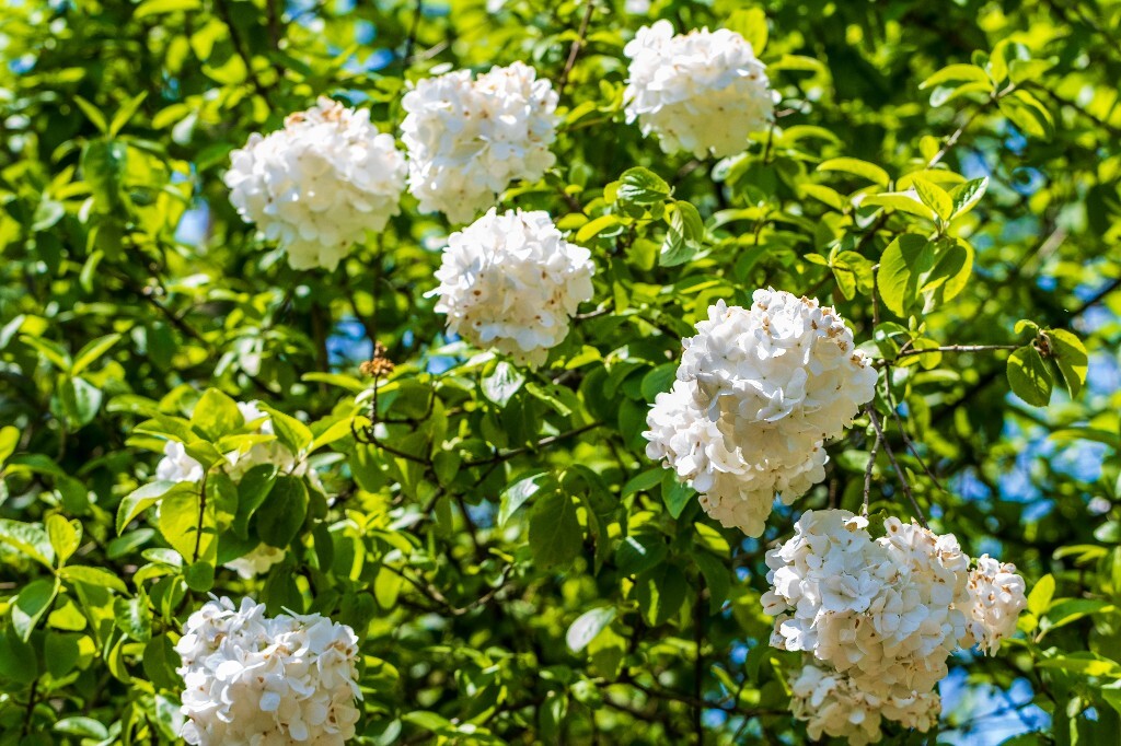 八仙花 粉团花 草绣球 紫绣球 紫阳花 绣球 花草 花朵 木绣球 山绣球 花朵 花儿 植物 花