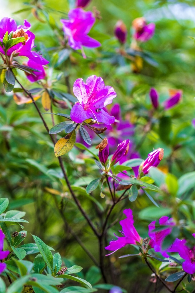 杜鹃 杜鹃花 山踯躅 山石榴 映山红 照山红 唐杜鹃 花朵 花草 植物 摄影