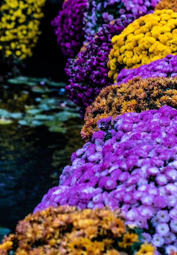 菊花 寿客 金英 黄华 秋菊 陶菊 日精 女华 延年 隐逸花 家菊 花儿 盛开的菊花