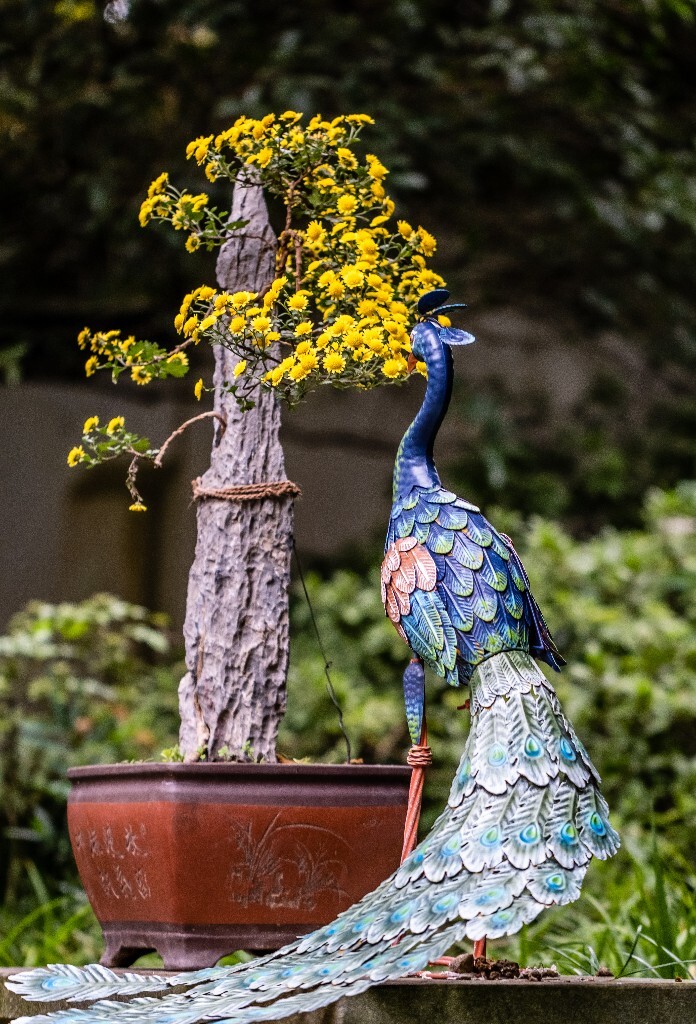 菊花 寿客 金英 黄华 秋菊 陶菊 日精 女华 延年 隐逸花 家菊 花儿 盛开的菊花