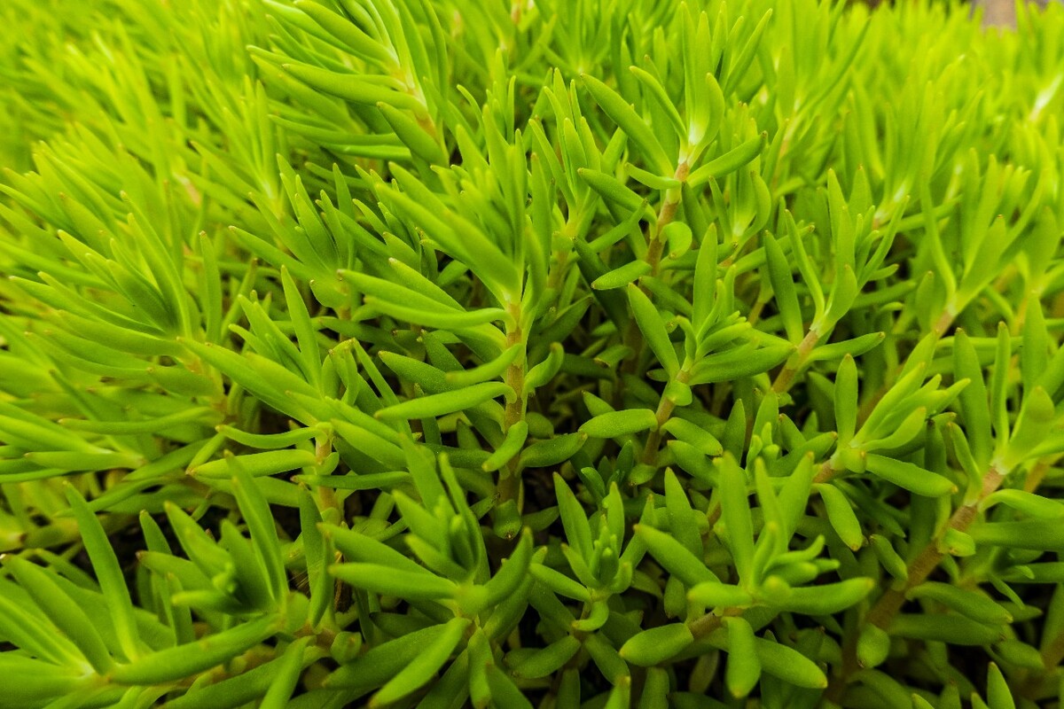佛指甲 铁指甲 狗牙菜 金莿插 狗牙半支 狗牙瓣 鼠牙半支 石指甲 佛指甲 打不死 多肉植物 摄影 自然 风光