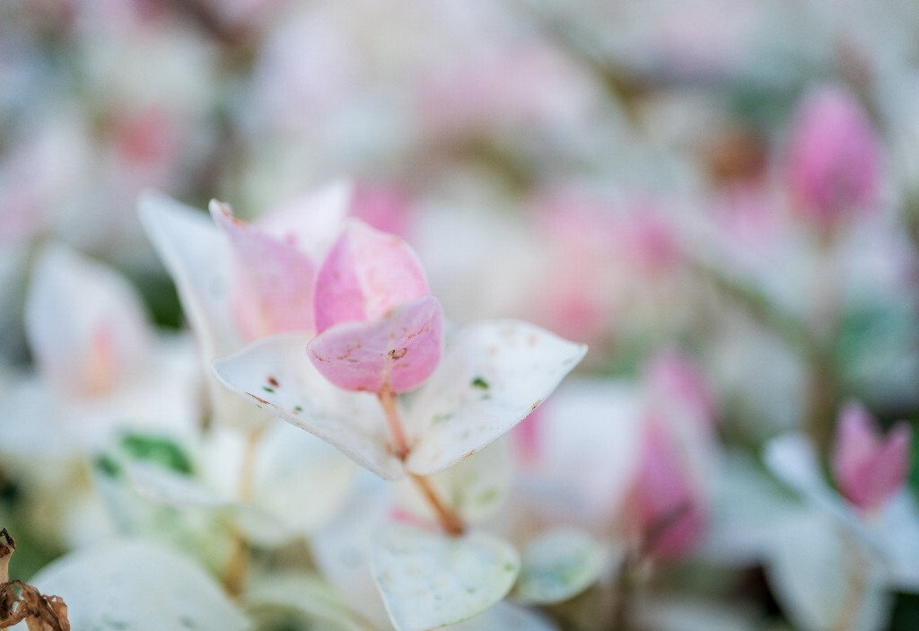 三色络石 络石 石龙藤 万字茉莉 白花藤 花叶络石 斑叶亚洲络石 三色亚洲络石 亚洲络石 植物 微距 摄影