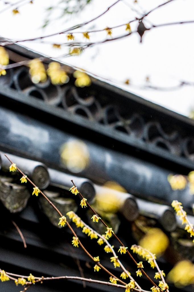 梅花 腊梅 风光 摄影 自然 植物 微距 旅行 建筑 钱王祠