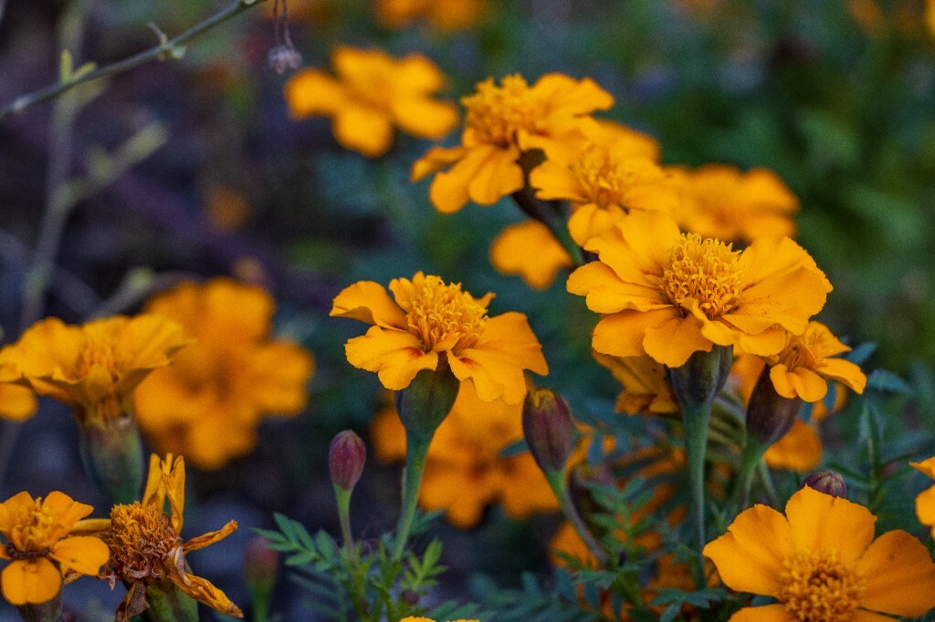 黄秋英 硫华菊 硫磺菊 波丝菊 枫茅草 合好乌 黄波斯菊 黄花波斯菊 图片 摄影 旅行 植物 花草