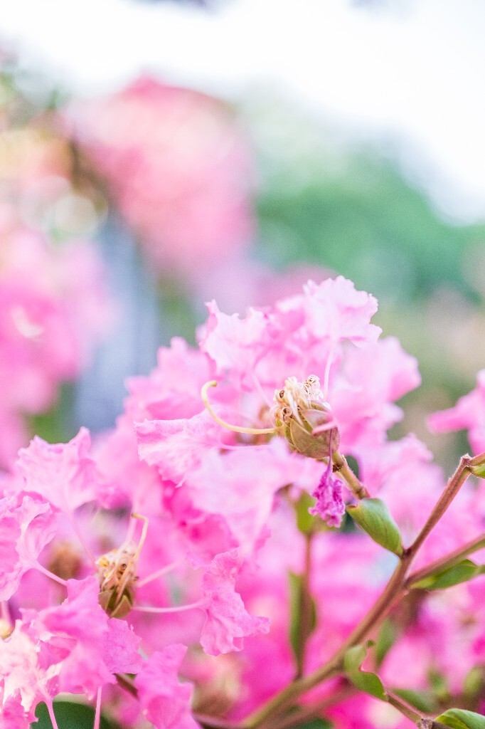 紫薇花 鹭鸶花 五里香 红薇花 百日红 佛相花 满堂红 怕痒花 猴刺脱 痒痒花 宝幡花、五爪金龙 狗骨头 紫金标 紫兰花 阿米茶 紫荆花 紫金花 蚊子花 植物 花朵 微距 风光 自然 色彩