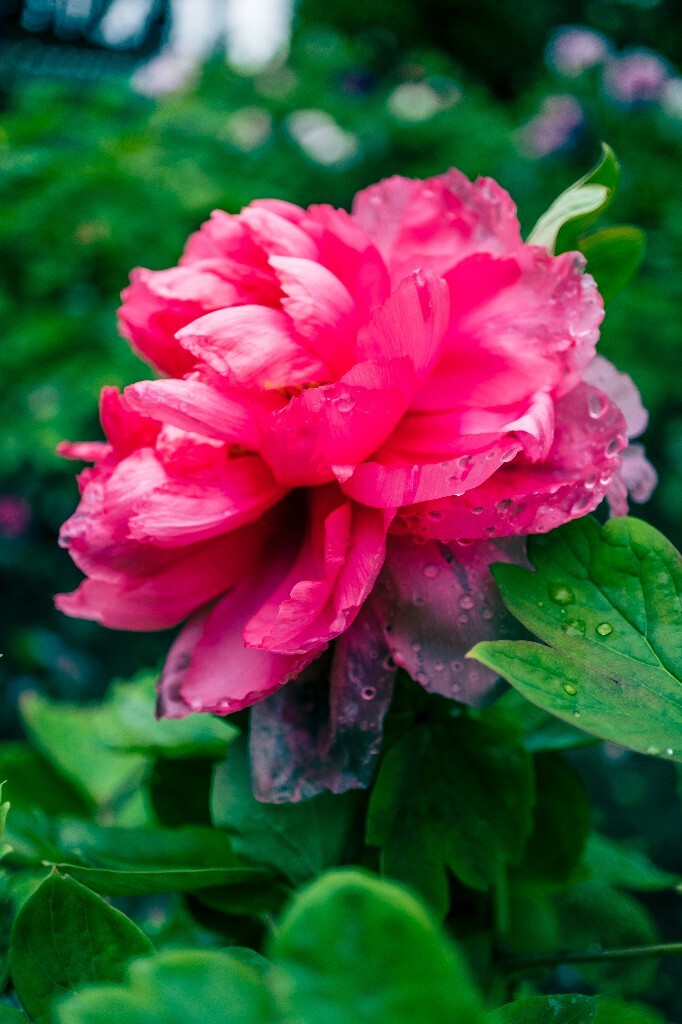 鼠姑 鹿韭 白茸 木芍药 百雨金 洛阳花 富贵花 牡丹 植物 花朵 花儿 牡丹花 含苞待放