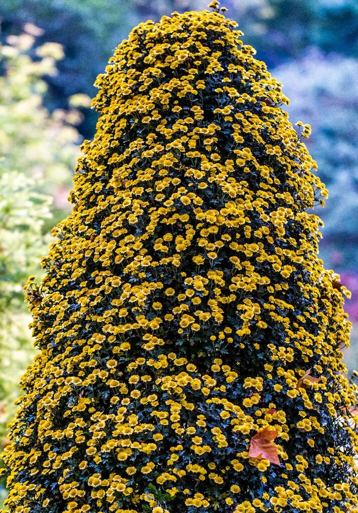 菊花 寿客 金英 黄华 秋菊 陶菊 日精 女华 延年 隐逸花 家菊 花儿 盛开的菊花