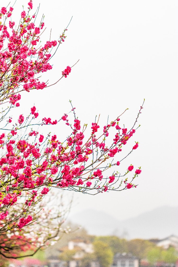 西湖桃花  桃花 自然 微距 风光 色彩 西湖之春    <br />
春天 桃红柳绿 西湖三月天