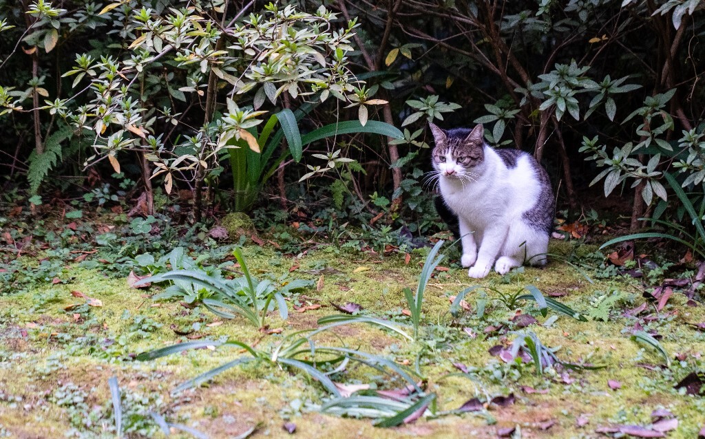 猫 喵喵 猫星人 摄影 宠物 宠物摄影 宠物表情包