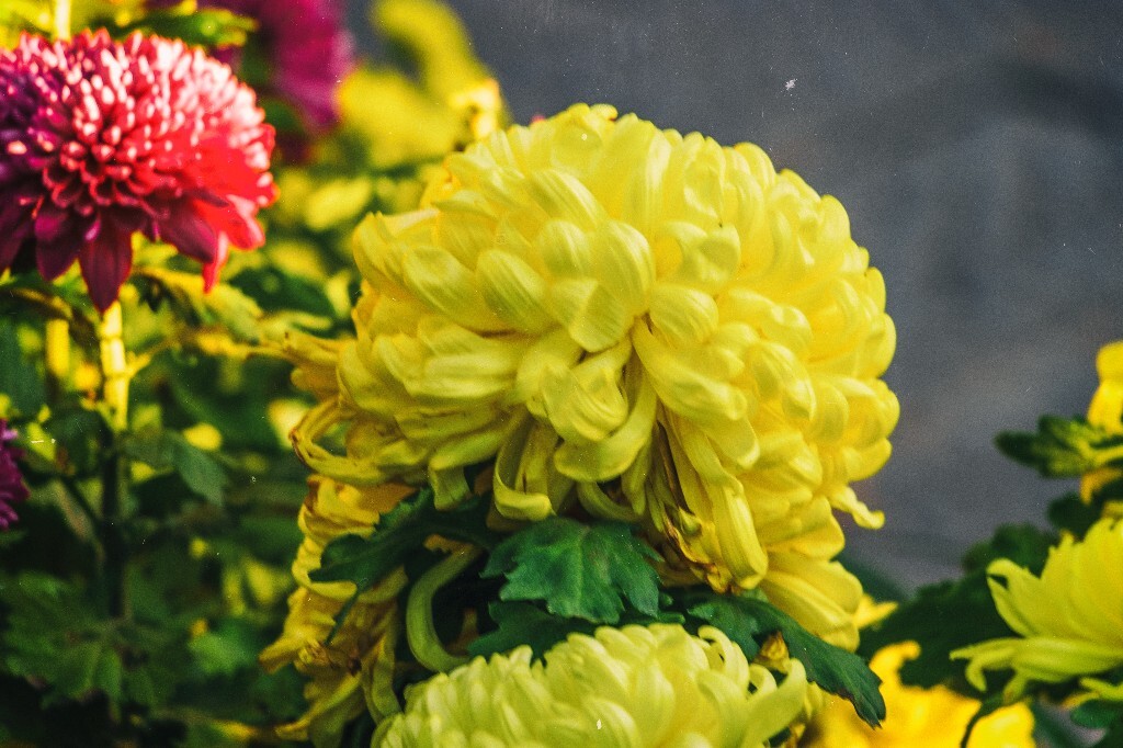 菊花 寿客 金英 黄华 秋菊 陶菊 日精 女华 延年 隐逸花 家菊 植物 花朵 图片 摄影 旅行 菊花展