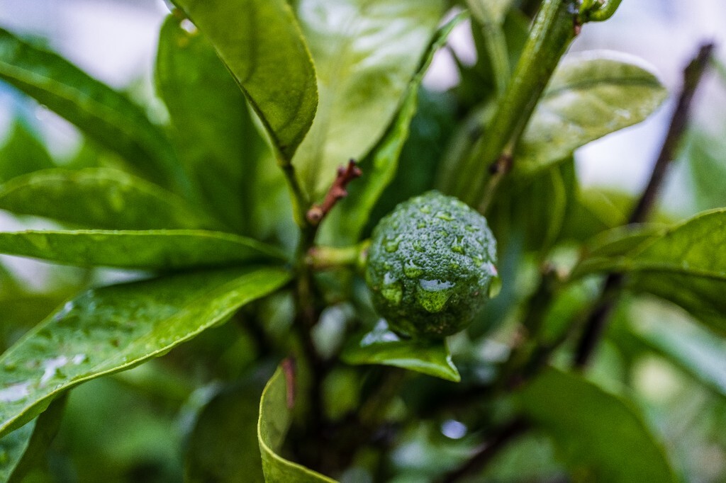 树上的桔子 桔子 植物 微距 特写 雨中的桔子