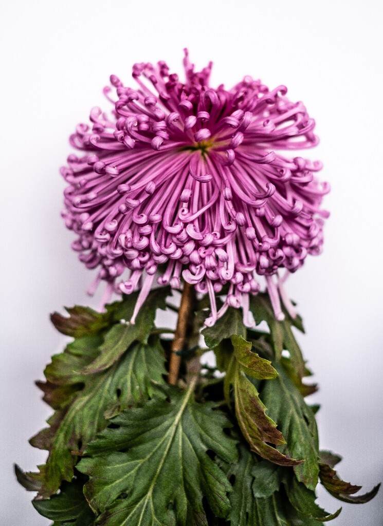 菊花 寿客 金英 黄华 秋菊 陶菊 日精 女华 延年 隐逸花 家菊 花儿 盛开的菊花