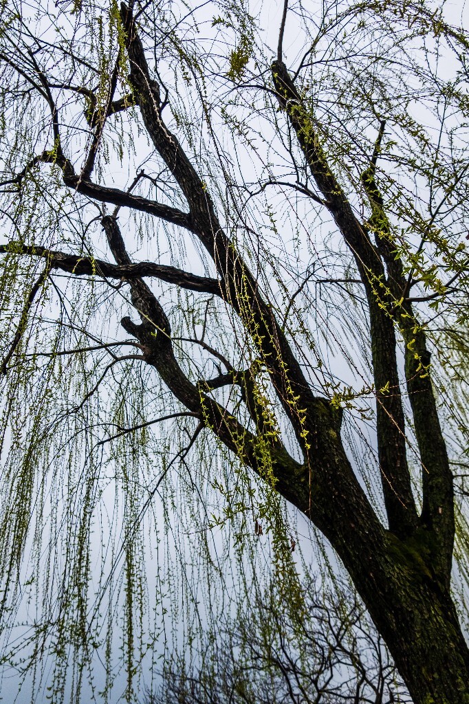 柳树 西湖柳树 风光 摄影 自然 西湖风光 植物 旅行