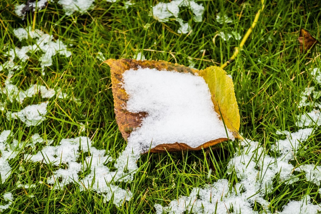 树叶  雪景 草地上的雪 草地 落叶 叶子 一叶知秋 风光 自然